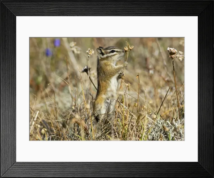 Framed Print : Yellow-pine Chipmunk (Tamias amoenus) Framed Print : Yellow-pine Chipmunk (Tamias amoenus)