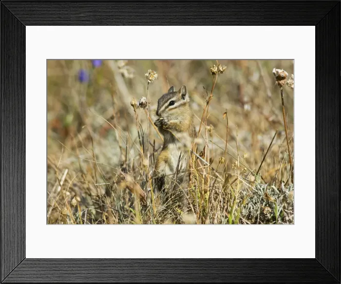 Framed Print : Yellow-pine Chipmunk (Tamias amoenus) Framed Print : Yellow-pine Chipmunk (Tamias amoenus)