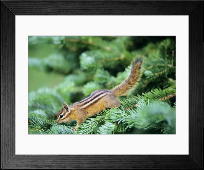 Framed Print : Yellow-pine Chipmunk - on subalpine fir branch. Pacific Northwest, USA. MI332 Framed Print : Yellow-pine Chipmunk - on subalpine fir branch. Pacific Northwest, USA. MI332