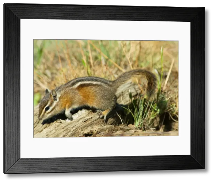 Framed Print : Yellow-pine Chipmunk - in subalpine meadow. Pacific Northwest, USA. _A2A9224 Framed Print : Yellow-pine Chipmunk - in subalpine meadow. Pacific Northwest, USA. _A2A9224