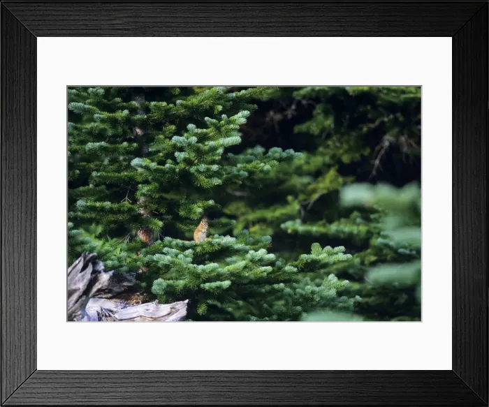 Framed Print : Yellow-pine Chipmunk - sitting on subalpine fir branch. Pacific Northwest, USA. MI856 Framed Print : Yellow-pine Chipmunk - sitting on subalpine fir branch. Pacific Northwest, USA. MI856