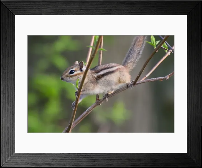 Framed Print : Eastern Chipmunk North USA. _A2A3347 Framed Print : Eastern Chipmunk North USA. _A2A3347