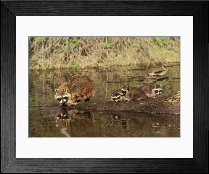 Framed Print : Raccoon - adult with young, Spring. Western U. S. A. MU103 Framed Print : Raccoon - adult with young, Spring. Western U. S. A. MU103