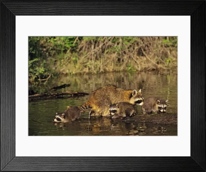 Framed Print : Raccoon - mother with young. Western U. S. A. MU102