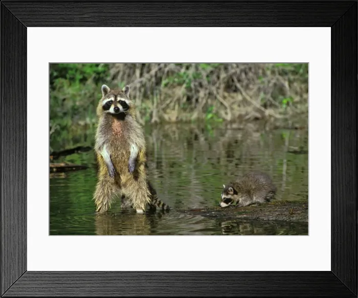 Framed Print : Raccoon - mother with young. Mu105 Framed Print : Raccoon - mother with young. Mu105