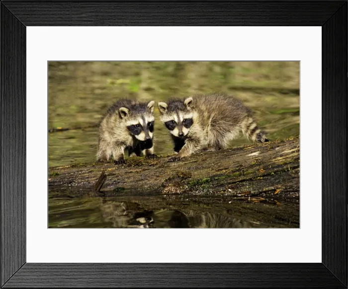 Framed Print : Raccoon - young cubs waiting for mother as she hunts along edge of pond. Western U. S. A. MU88 Framed Print : Raccoon - young cubs waiting for mother as she hunts along edge of pond. Western U. S. A. MU88
