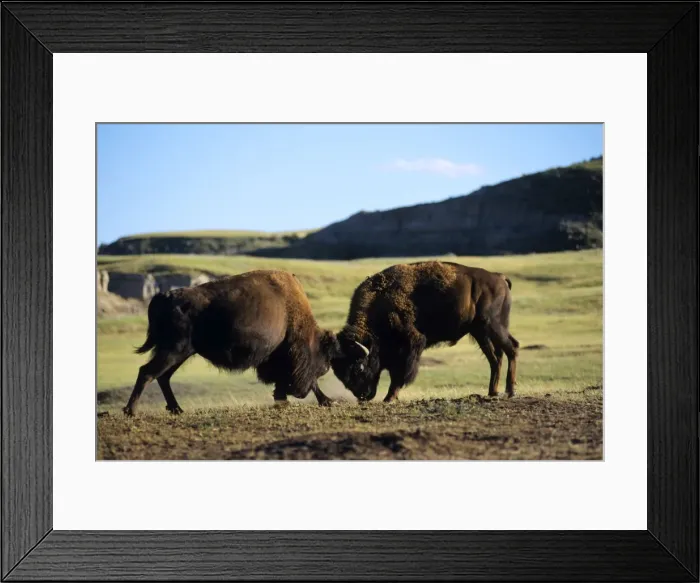 Framed Print : Bull Bison - fighting, sparring, summer. Theodore Roosevelt National Park, North Dakota. MB249