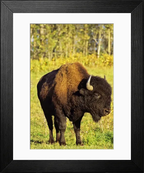 Framed Print : Wood Bison - bull Elk Island National Park, Alberta. MB123 Framed Print : Wood Bison - bull Elk Island National Park, Alberta. MB123