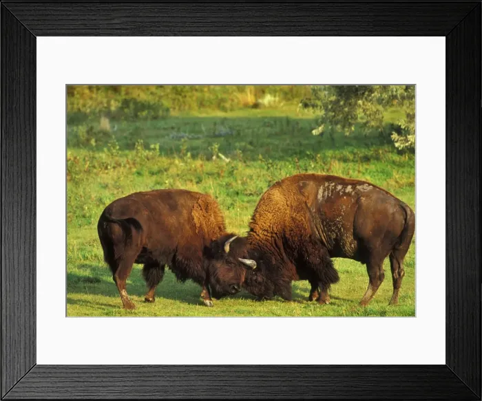 Framed Print : Bison - bulls sparring Western U. S. A. MB468 Framed Print : Bison - bulls sparring Western U. S. A. MB468