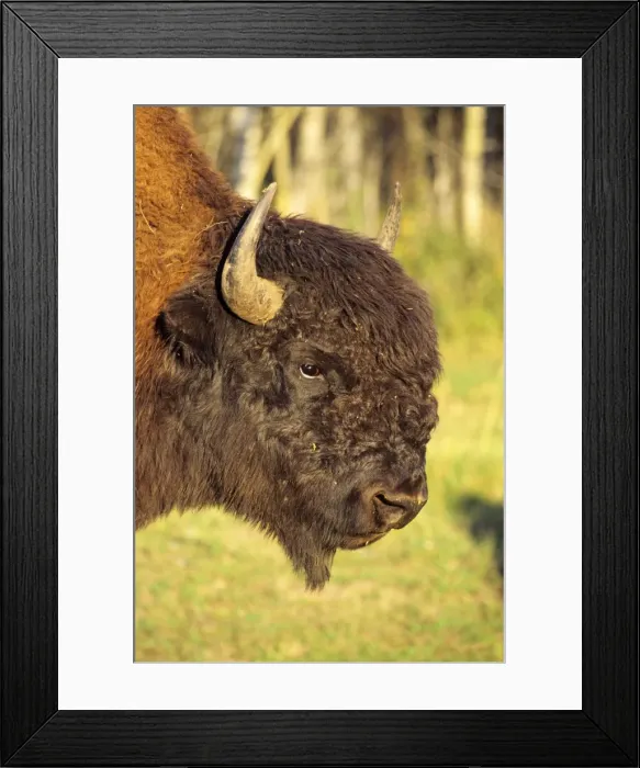 Framed Print : Wood bison - bull Elk Island National Park, Alberta, USA. MB122 Framed Print : Wood bison - bull Elk Island National Park, Alberta, USA. MB122