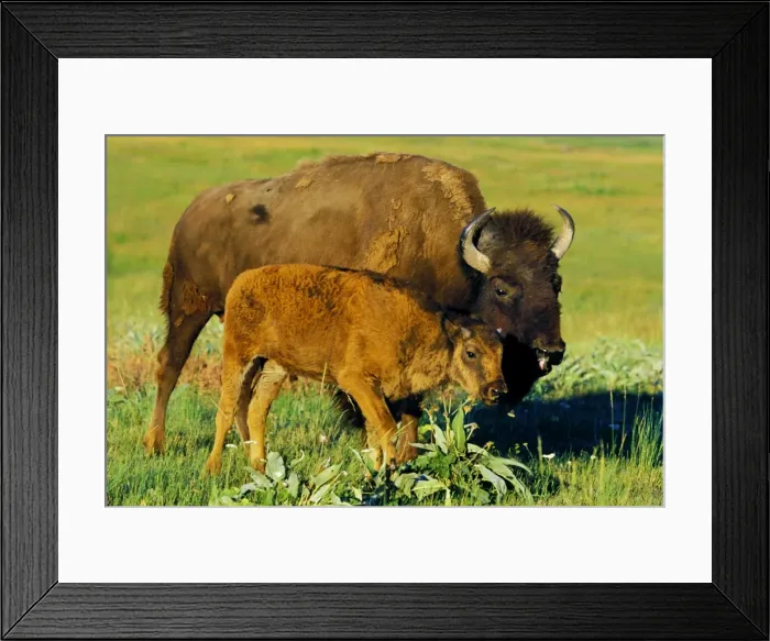 Framed Print : Bison - cow with calf Western U. S. A. MB310 Framed Print : Bison - cow with calf Western U. S. A. MB310