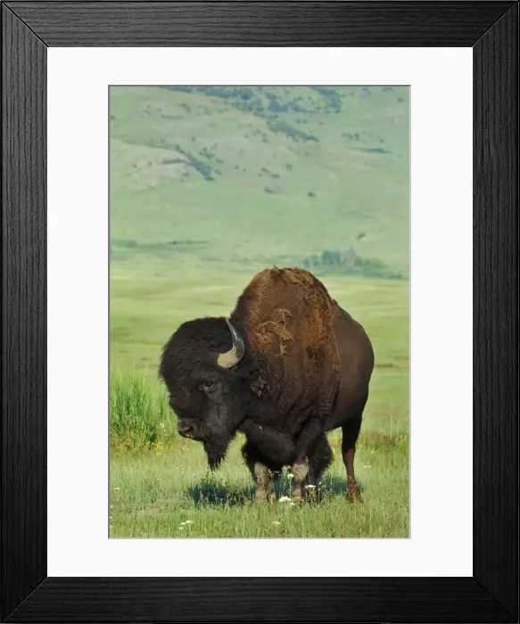 Framed Print : Bison - bull Western U. S. A. MB400 Framed Print : Bison - bull Western U. S. A. MB400