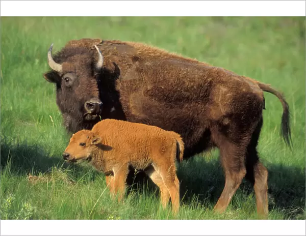 American bison - cow and calf Western U. S. A. MB525