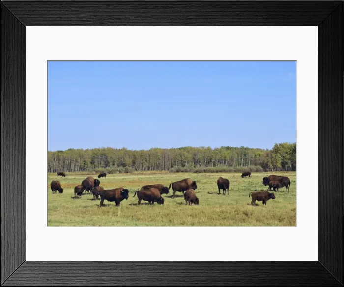 Framed Print : Wood Bison Elk Island National Park, Alberta, USA. MB529 Framed Print : Wood Bison Elk Island National Park, Alberta, USA. MB529