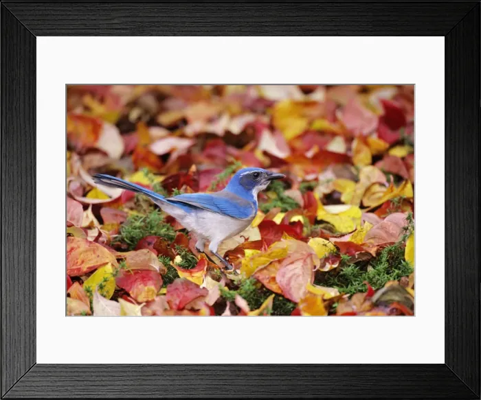 Framed Print : Western Scrub-Jay - among autumn leaves. Pacific Northwest, USA. B5645 Framed Print : Western Scrub-Jay - among autumn leaves. Pacific Northwest, USA. B5645