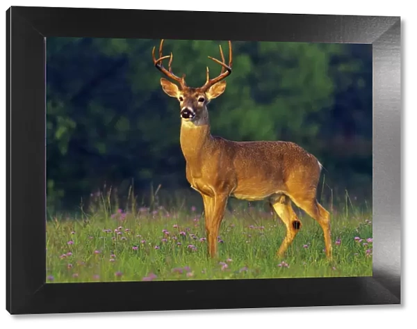 White-tailed Deer - buck in spring. Texas, USA. Md2050