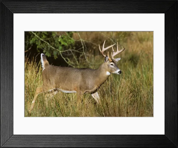 Framed Print : White-tailed Deer - buck walking through marsh grass in early autumn. Western USA. MD401 Framed Print : White-tailed Deer - buck walking through marsh grass in early autumn. Western USA. MD401