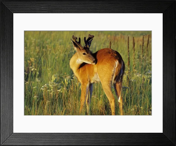 Framed Print : White-tailed Deer - buck among prairie wildflowers, summer. Western USA. MD1041 Framed Print : White-tailed Deer - buck among prairie wildflowers, summer. Western USA. MD1041