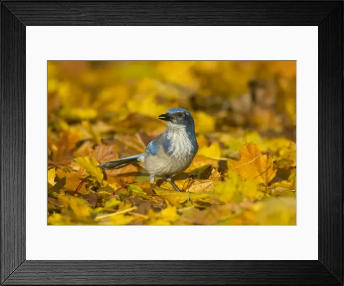 Framed Print : Scrub Jay. TOM-1357. Western scrub-jay - among autumn leaves