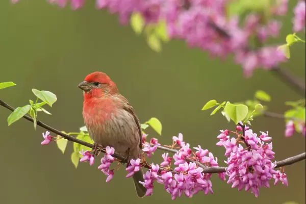 House Finch - Male in redbud tree, spring