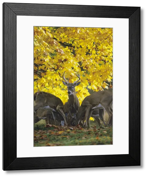 Framed Print : White-tail Deer - in autumn MD470 Framed Print : White-tail Deer - in autumn MD470