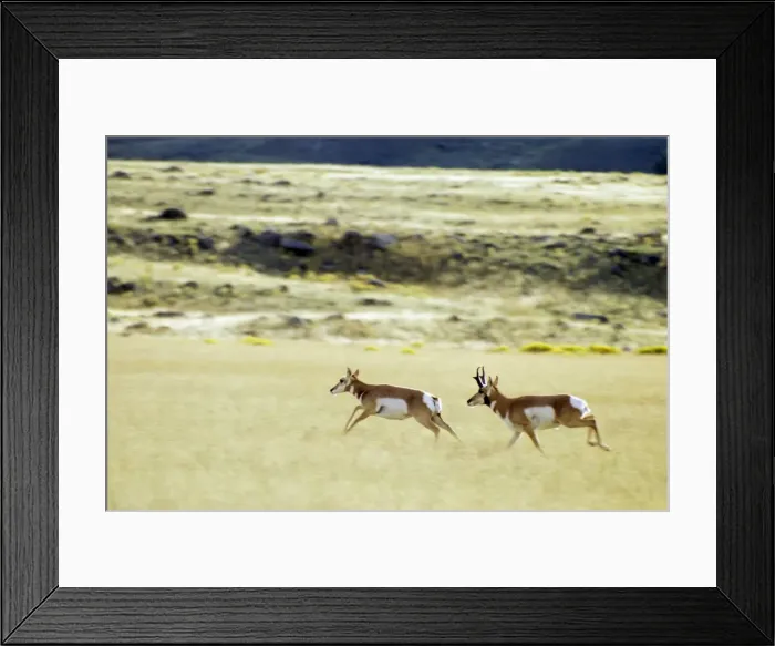 Framed Print : Pronghorn - buck and doe. Buck is chasing doe who has bolted from his harem. Yellowstone National Park, Montana, USA. MY246 Framed Print : Pronghorn - buck and doe. Buck is chasing doe who has bolted from his harem. Yellowstone National Park, Montana, USA. MY246