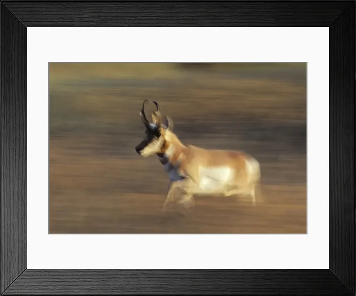 Framed Print : Pronghorn Antelope - buck running through autumn tinged grass. National Bison Range, NWR, Montana, Western USA. MY199 Framed Print : Pronghorn Antelope - buck running through autumn tinged grass. National Bison Range, NWR, Montana, Western USA. MY199