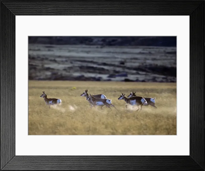 Framed Print : Pronghorn Antelope - runningin grassland. Yellowstone National Park, Montana, Western USA. MY282 Framed Print : Pronghorn Antelope - runningin grassland. Yellowstone National Park, Montana, Western USA. MY282