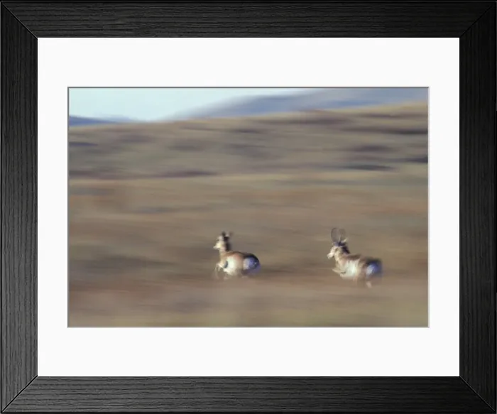 Framed Print : Pronghorn Antelope - running National Bison Range, Montana, USA. MY247
