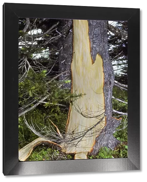 Black Bear - damaged tree. Bears strip the bark and then eat the thin cambium layer. Washington; Olympic National Park, USA. MA12