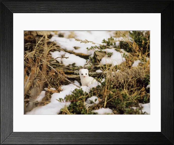 Framed Print : Ermine or Short-tailed Weasel Northern Rockies, Canada MN186 Framed Print : Ermine or Short-tailed Weasel Northern Rockies, Canada MN186