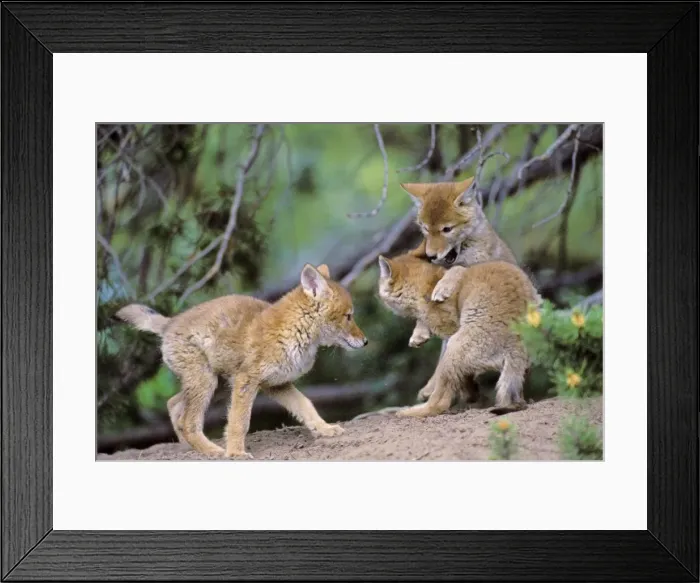 Framed Print : Coyote - three wild pups play near densiite. Bridger-Teton National Forest, Grand Teton National Park, USA. Mc421 Framed Print : Coyote - three wild pups play near densiite. Bridger-Teton National Forest, Grand Teton National Park, USA. Mc421