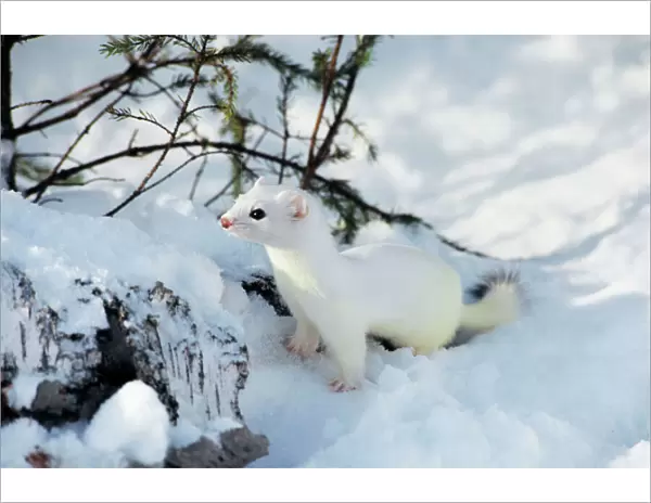 Ermine  /  Short-tailed Weasel - Winter. Minnesota, Northern USA. MN211