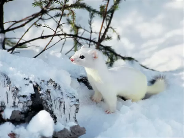Ermine  /  Short-tailed Weasel - Winter. Minnesota, Northern USA. MN211