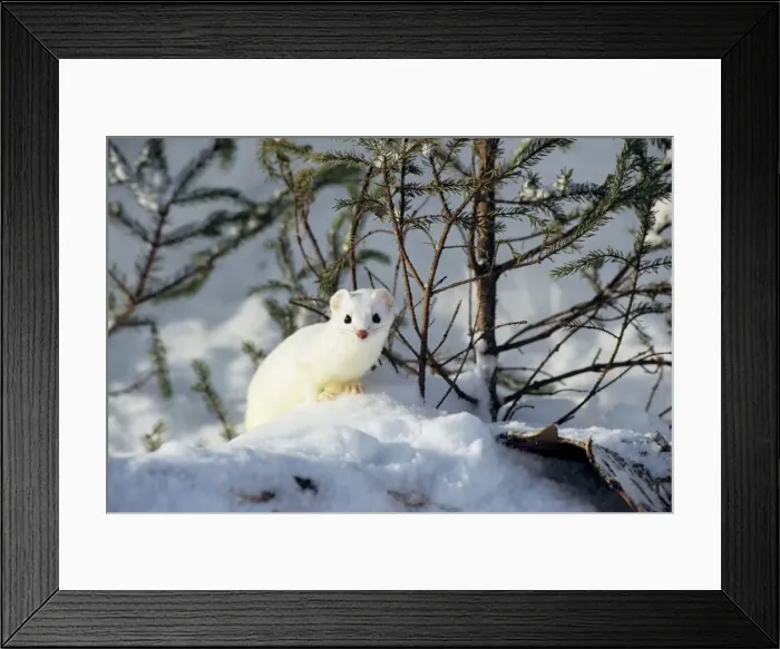 Framed Print : Ermine  /  Short-tailed Weasel - Winter. Minnesota, Northern USA. MN240