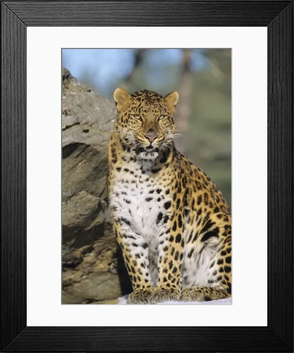 Framed Print : Amur Leopard / Korean Leopard - endangered species 4MR1438 Framed Print : Amur Leopard / Korean Leopard - endangered species 4MR1438