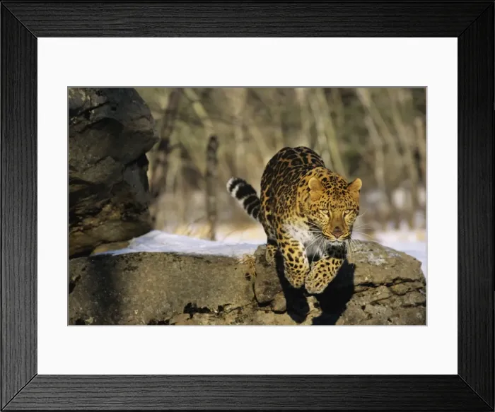 Framed Print : Amur Leopard / Korean Leopard - endangered species 4MR1288 Framed Print : Amur Leopard / Korean Leopard - endangered species 4MR1288