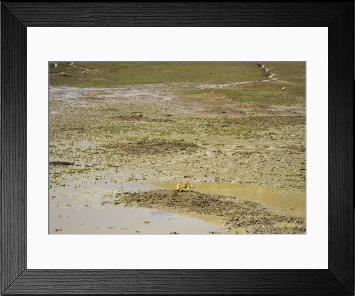Framed Print : Black-tailed Prairie Dog - flooded Black-tailed Prairie Dog town after summer thunderstorm. Theodore Roosevelt National Park, North Dakota, USA. MI809 Framed Print : Black-tailed Prairie Dog - flooded Black-tailed Prairie Dog town after summer thunderstorm. Theodore Roosevelt National Park, North Dakota, USA. MI809