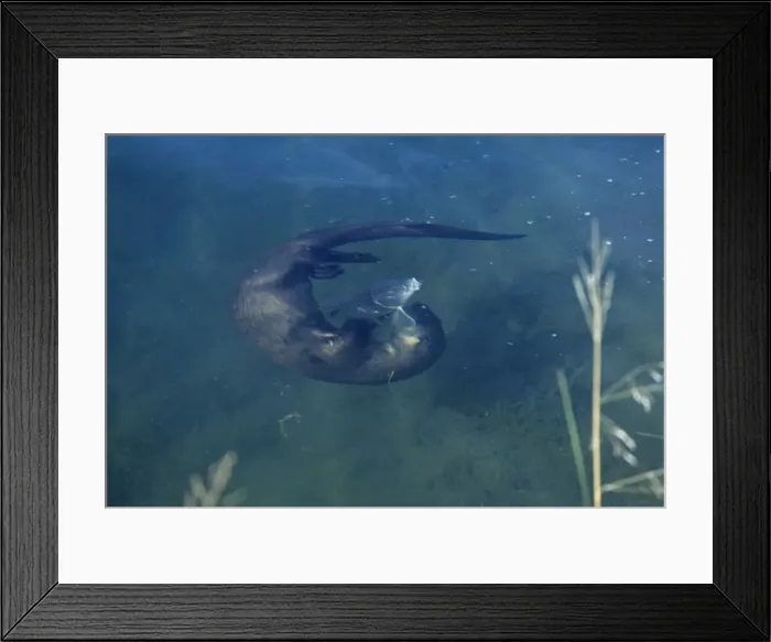 Framed Print : River Otter - playing with fish it will eventually eat. Snake River, Wyoming, USA. MO336 Framed Print : River Otter - playing with fish it will eventually eat. Snake River, Wyoming, USA. MO336