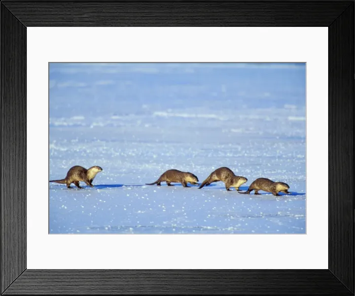Framed Print : River Otter - family traveling across frozen lake in winter Western USA. Mo298 Framed Print : River Otter - family traveling across frozen lake in winter Western USA. Mo298