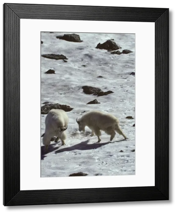 Framed Print : Mountain Goat - two males in a bluff fight, common dominance behavior between goats. Pacific Northwest. MG57 Framed Print : Mountain Goat - two males in a bluff fight, common dominance behavior between goats. Pacific Northwest. MG57