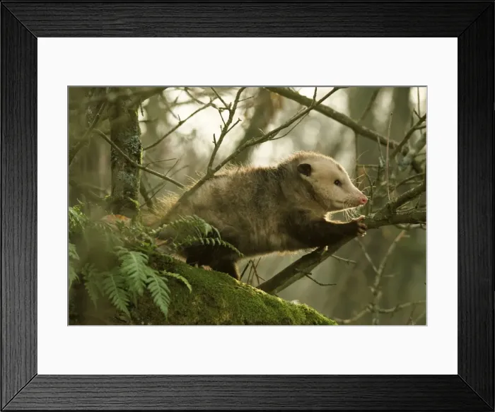 Framed Print : American Opossum - In forest. Ridgefield National Wildlife Refuge Washington, North America. Mp28 Framed Print : American Opossum - In forest. Ridgefield National Wildlife Refuge Washington, North America. Mp28