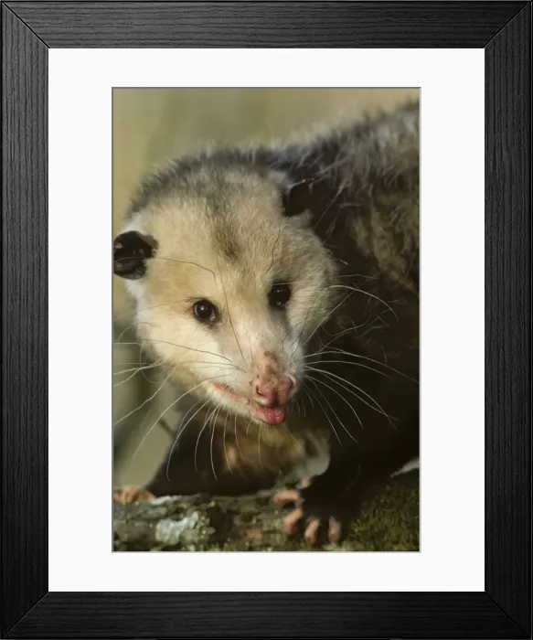Framed Print : American Opossum - Ridgefield National Wildlife Refuge, NWR, Washington, North America Mp24 Framed Print : American Opossum - Ridgefield National Wildlife Refuge, NWR, Washington, North America Mp24