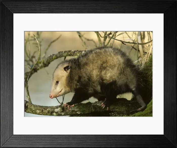 Framed Print : American Opossum - On tree branch. Ridgefield National Wildlife Refuge, Washington, North America. Mp37 Framed Print : American Opossum - On tree branch. Ridgefield National Wildlife Refuge, Washington, North America. Mp37