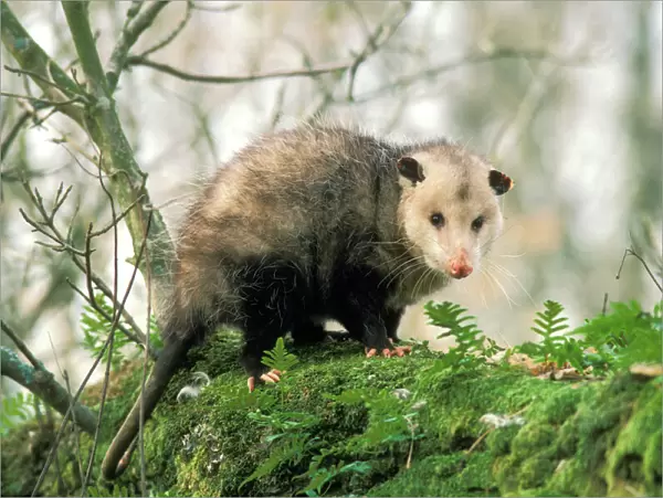 American Opossum - On tree branch. Ridgefield National Wildlife Refuge, Washington, North America. Mp11