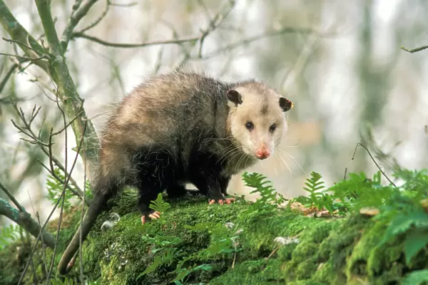 American Opossum - On tree branch. Ridgefield National Wildlife Refuge, Washington, North America. Mp11