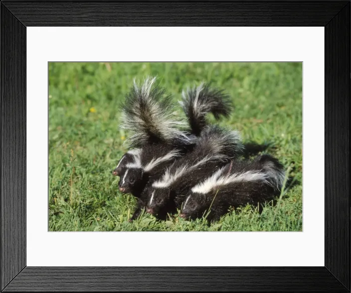 Framed Print : Striped Skunks - young Mn230 Framed Print : Striped Skunks - young Mn230
