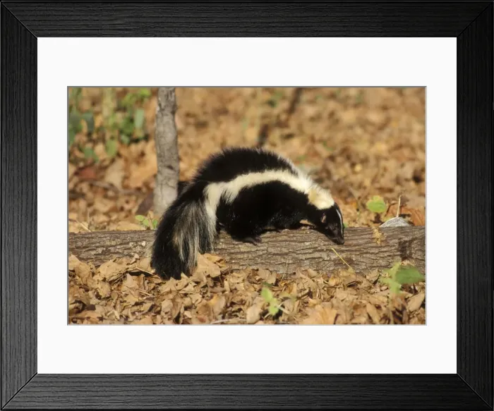 Framed Print : Striped Skunk MN270 Framed Print : Striped Skunk MN270
