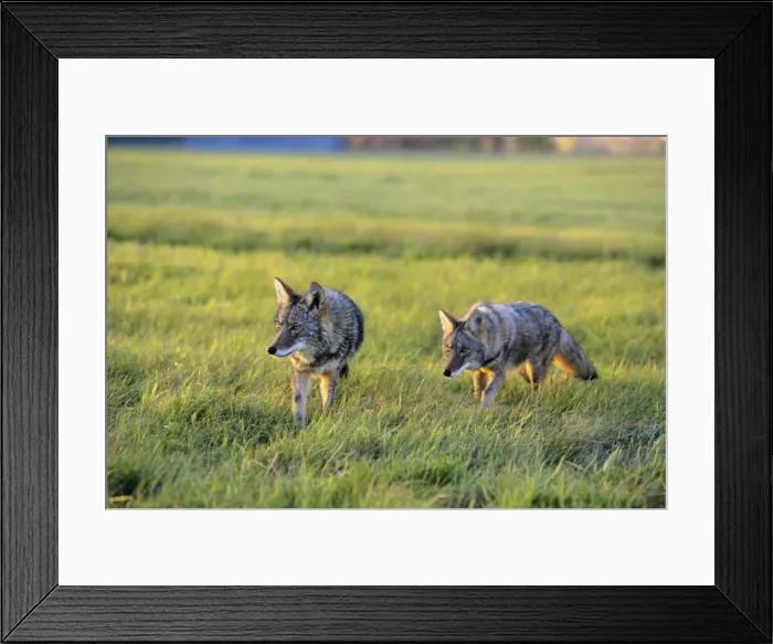 Framed Print : Coyote - two hunting in farm meadow. MC322