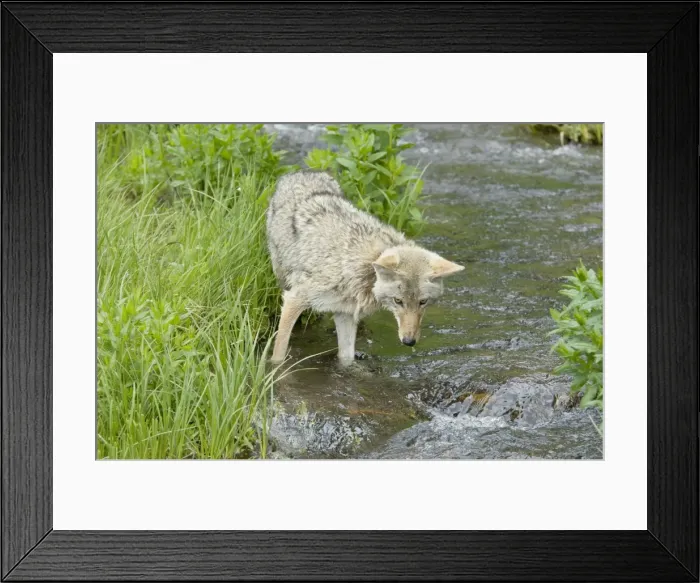 Framed Print : Coyote - looking for spawning cutthroat trout in small stream. Western USA BAX6225 Framed Print : Coyote - looking for spawning cutthroat trout in small stream. Western USA BAX6225